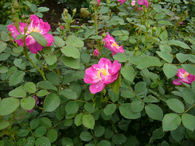 b0112909_10113357.jpg