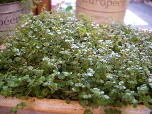 かわいいベビーティアーズ Ramb S Ear ﾗﾑｽﾞｲﾔｰ