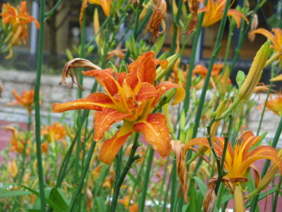 f0041311_0403653.jpg