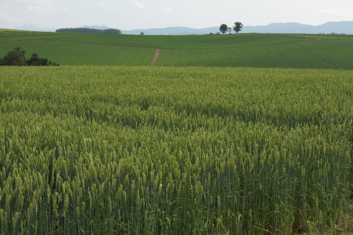 f0139911_21132745.jpg