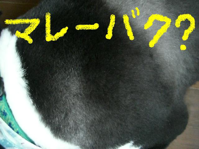 b0137913_1324292.jpg