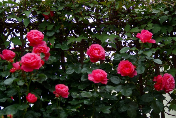 f0170524_14355184.jpg