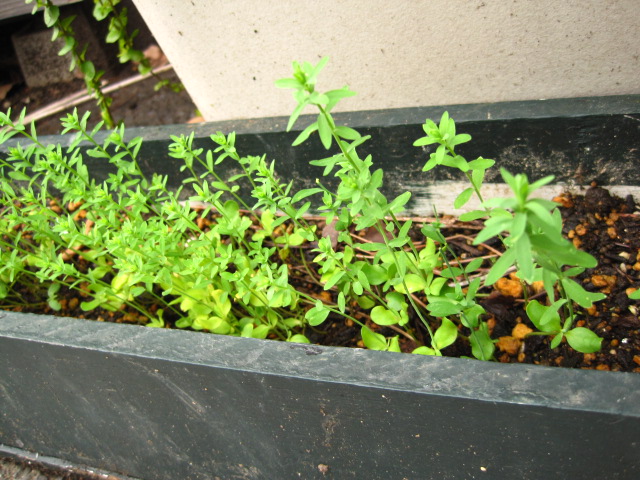 29g_c0102228_21382699.jpg