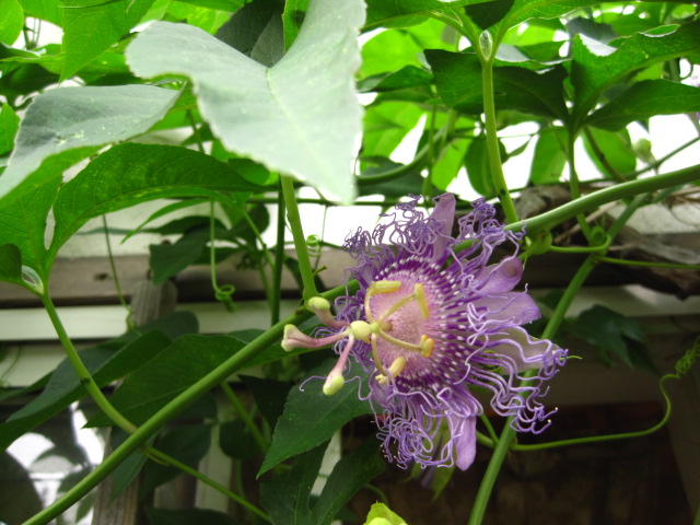 29g_c0102228_2140351.jpg