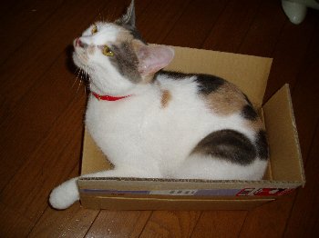 玉緒ちゃんの近況 _a0126743_22483684.jpg