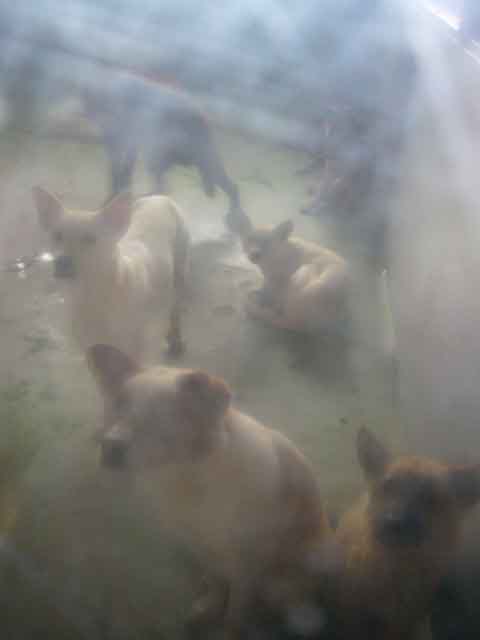 愛護センターに行ってきました。_a0126743_22572833.jpg