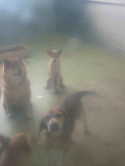 愛護センターに行ってきました。_a0126743_22583828.jpg