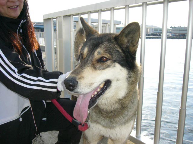 狼犬の風丸君 _a0126743_2264844.jpg
