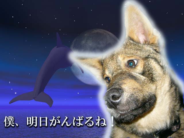 明日は去勢手術 避妊去勢を語りました。 _a0126743_247259.jpg