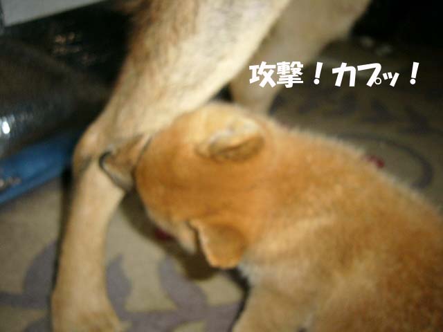 タイソン大好き! _a0126743_3525856.jpg