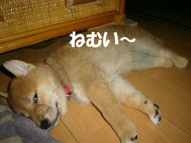 未来の憂鬱 _a0126743_424012.jpg