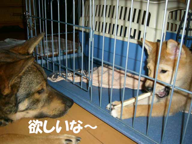あたちの~ _a0126743_4245544.jpg