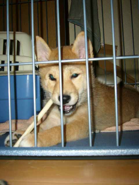 あたちの~ _a0126743_4253984.jpg