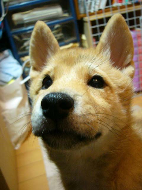 実は・・_a0126743_4273439.jpg