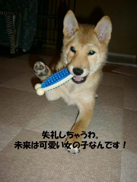 男の子!?激しい性格の未来ちん! _a0126743_4361642.jpg