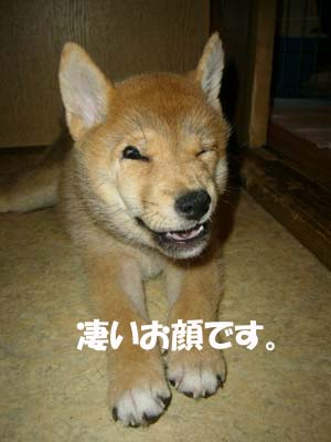 毛が生えてきました。 _a0126743_445193.jpg
