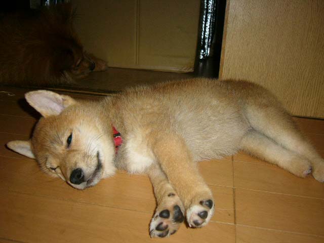 安心できた? _a0126743_455329.jpg