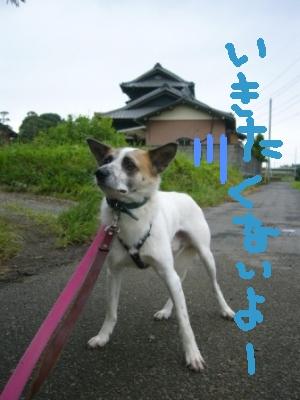今日もお散歩 _a0126743_724194.jpg