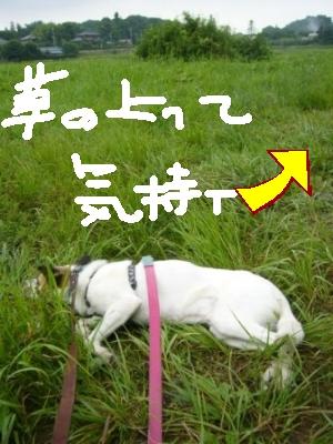 今日もお散歩 _a0126743_73425.jpg