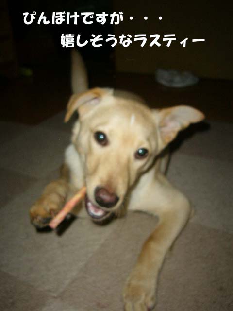 まっかか~ _a0126743_7343155.jpg