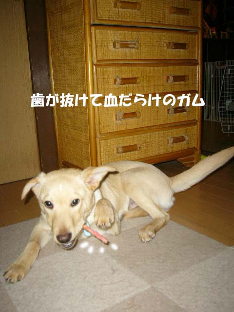 まっかか~ _a0126743_7344627.jpg