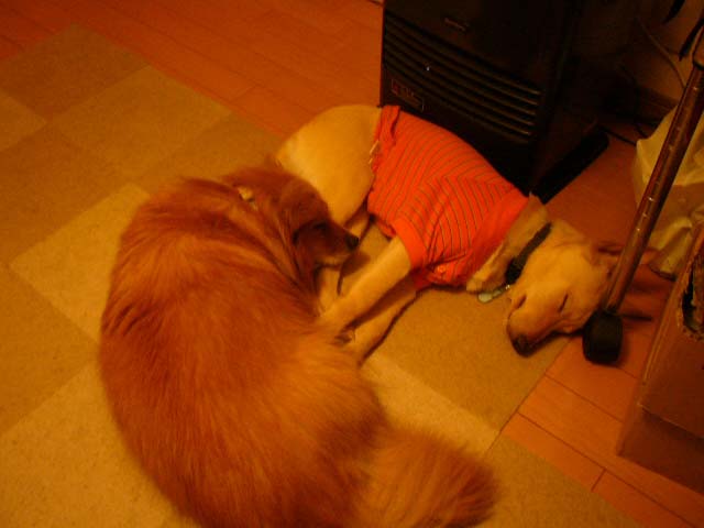 ラスティーはこんなの子です。 _a0126743_7352935.jpg