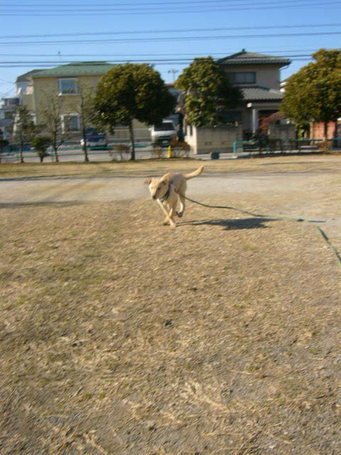 キーキ&ラスティー組 _a0126743_7372320.jpg