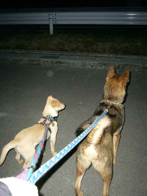 ラスティー&タイソン組み _a0126743_7433854.jpg