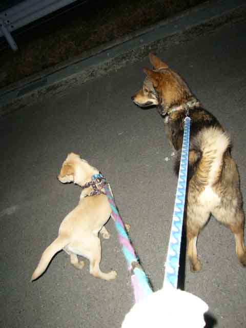 ラスティー&タイソン組み _a0126743_7446100.jpg