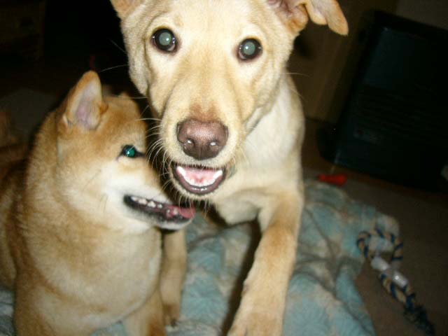 子犬同士_a0126743_748592.jpg