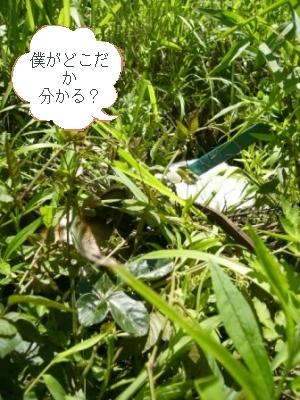頑張ったよ _a0126743_753239.jpg