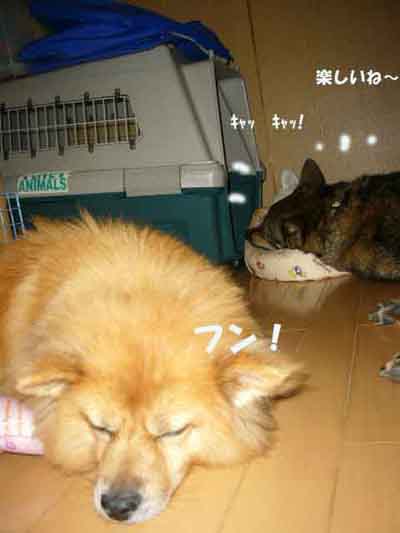 保父さん登場 _a0126743_832361.jpg