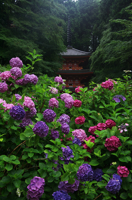 雨に煙る岩船寺（加茂・岩船寺）_f0155048_12233019.jpg