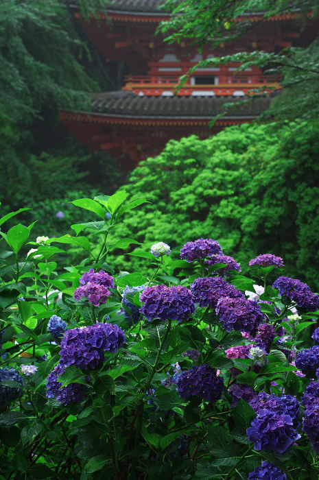 雨に煙る岩船寺（加茂・岩船寺）_f0155048_1223489.jpg