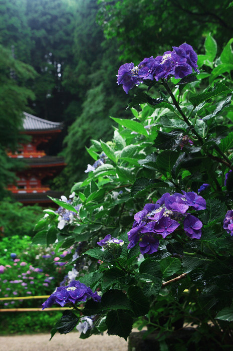 雨に煙る岩船寺（加茂・岩船寺）_f0155048_12262442.jpg