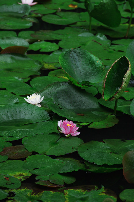 雨に煙る岩船寺（加茂・岩船寺）_f0155048_12263175.jpg