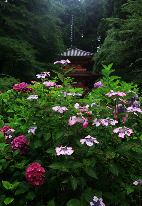 雨に煙る岩船寺（加茂・岩船寺）_f0155048_1226493.jpg