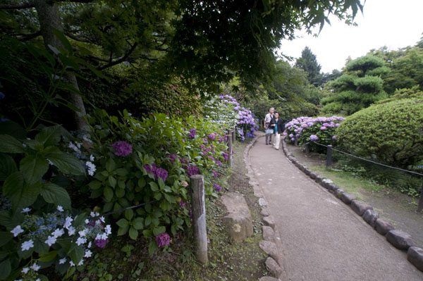 「保和苑」の紫陽花・・・水戸市_f0089349_2174531.jpg