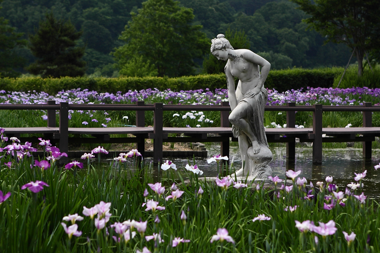 安曇野市明科の龍門渕公園であやめを見て来ました_c0198351_541435.jpg