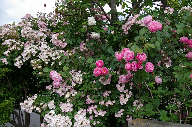 a0135366_0513073.jpg
