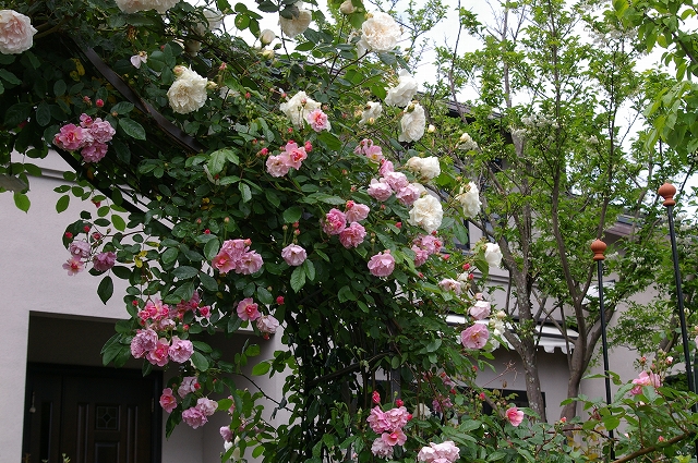 a0135366_8483322.jpg