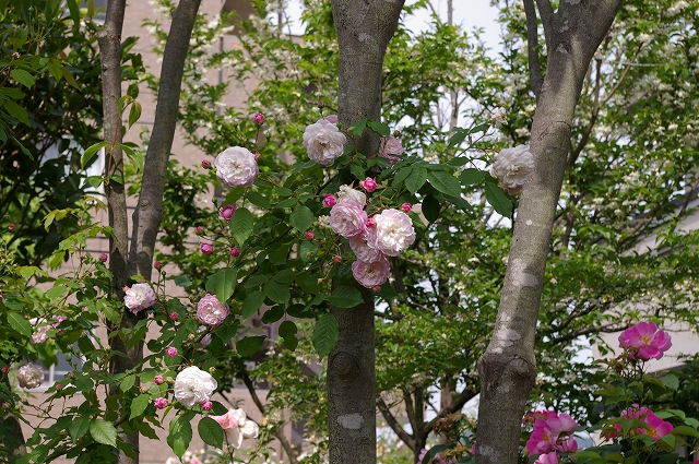 a0135366_8491945.jpg