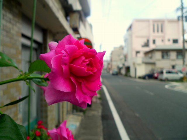 今日の花など（07/01）_b0115085_11285360.jpg