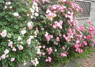 b0032694_864682.gif