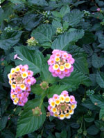 何の花??_f0061394_15475686.jpg