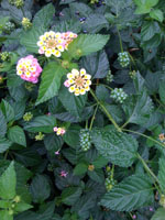 何の花??_f0061394_15481664.jpg