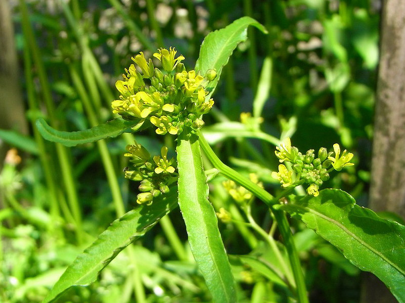 f0204094_832661.jpg