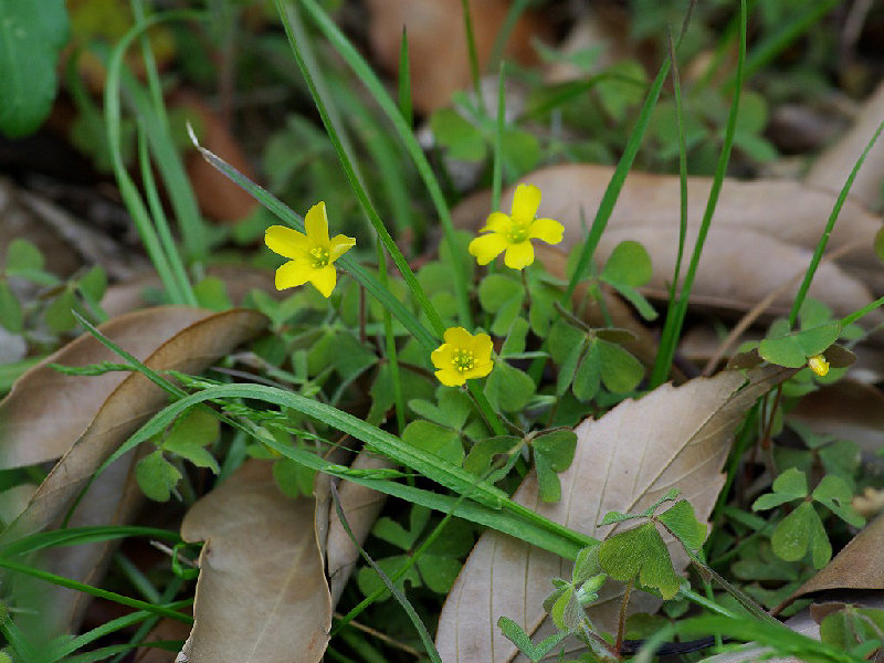 カタバミ（赤坂 2009/04/05撮影）_f0204094_8591318.jpg