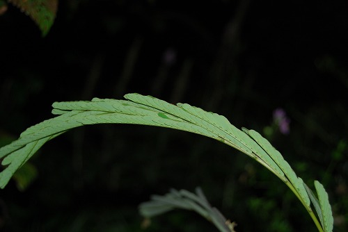 c0124100_2319551.jpg