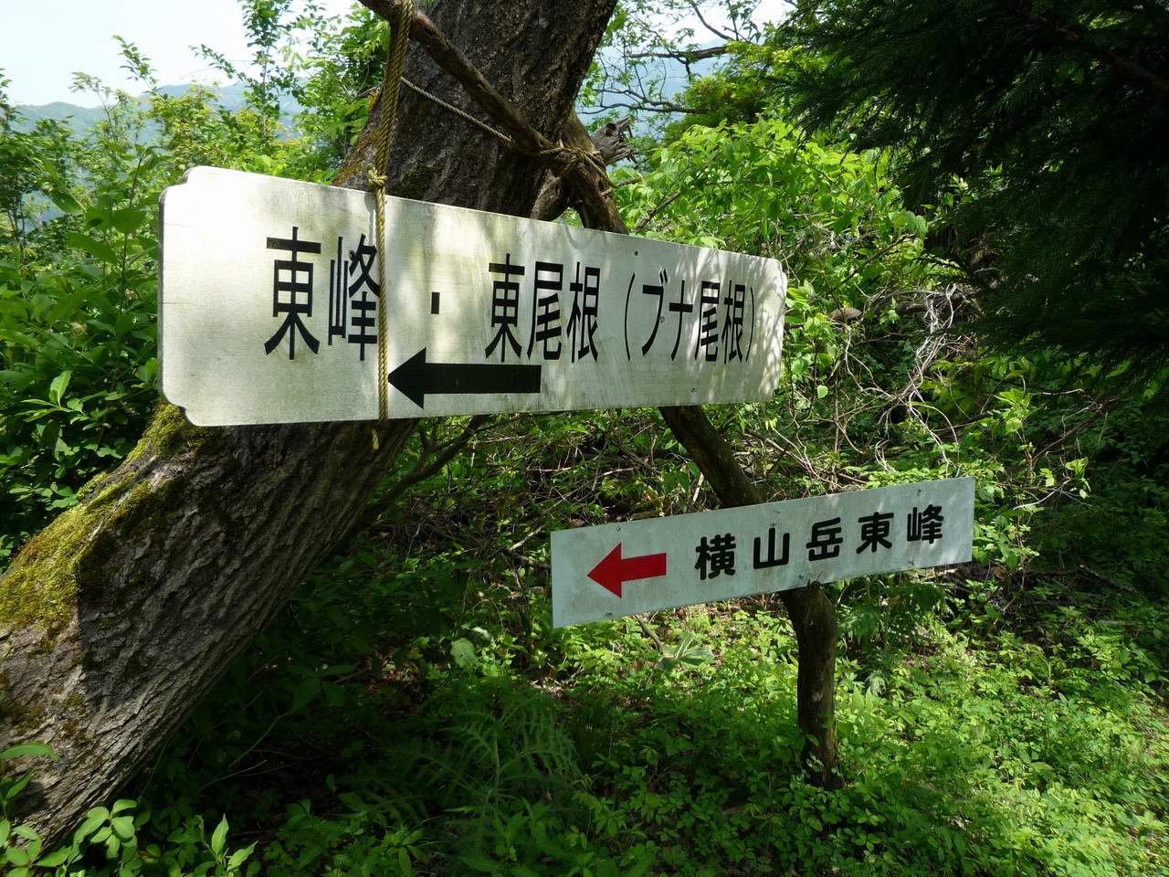 湖北に静かに横たわる花と滝の山－横山岳_e0110500_1235865.jpg